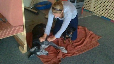 Massage beim Hund gegen Stress