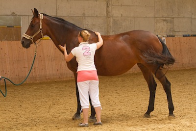 Klassische Massage beim Pferd Vorderhand