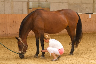 Klassische Massage beim Pferd Beine
