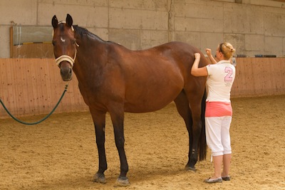 Klassische Massage beim Pferd Hinterhand