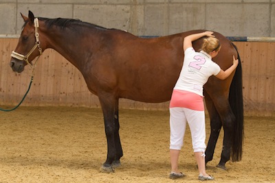Klassische Massage beim Pferd Hinterhand 2